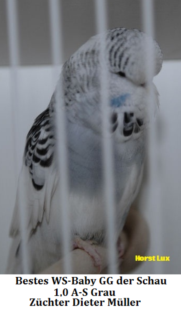 15.Jungvogel 007.png
